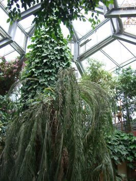 Kevelaer-Twisteden : Plantaria, Tropenhaus